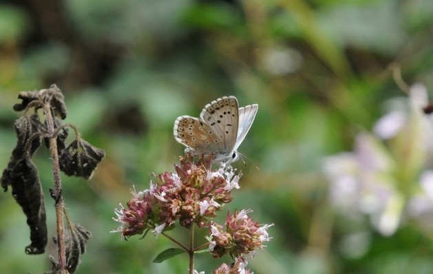 Argus bleu nacré (Polyommatus coridon)