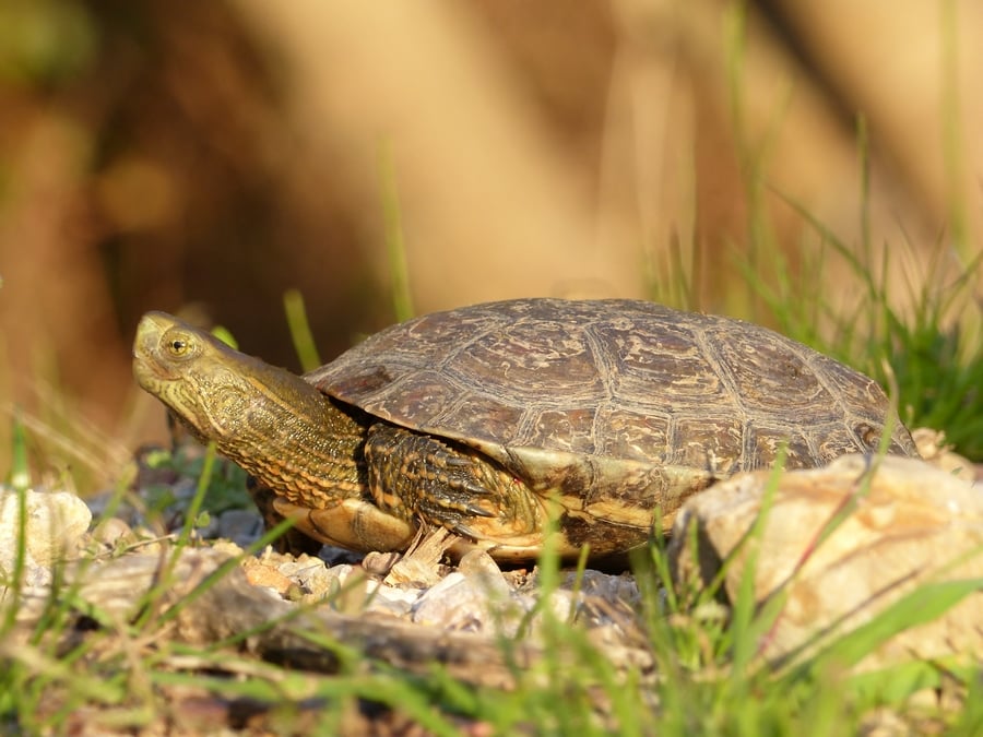 Emyde lépreuse (Mauremys leprosa)