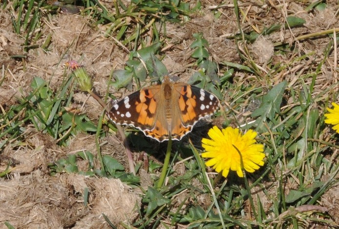 Belle dame (Vanessa cardui)