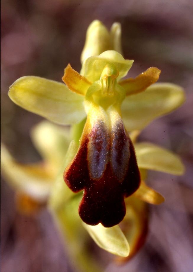 Ophrys sulcata