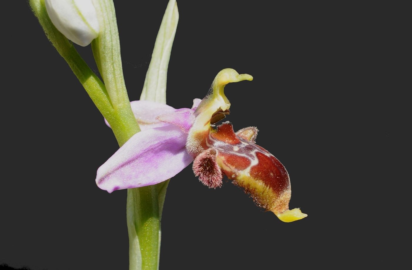 Ophrys corbariensis