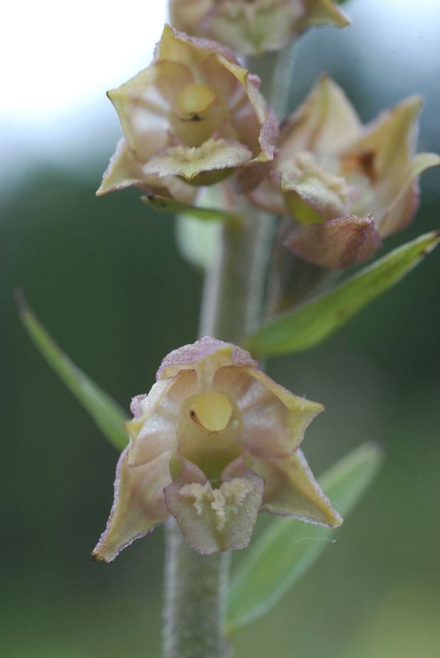 Epipactis helleborine