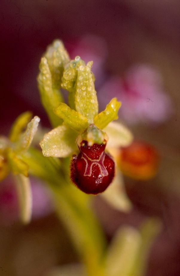 Ophrys virescens