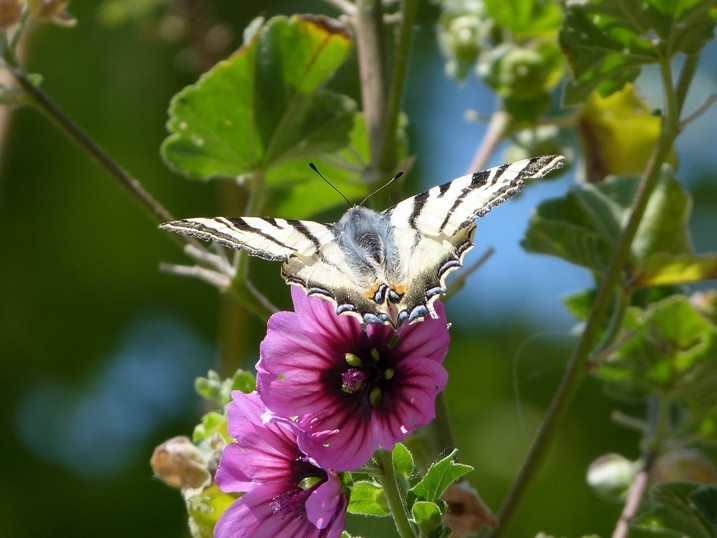 Voilier blanc (Iphiclides feisthamelii)