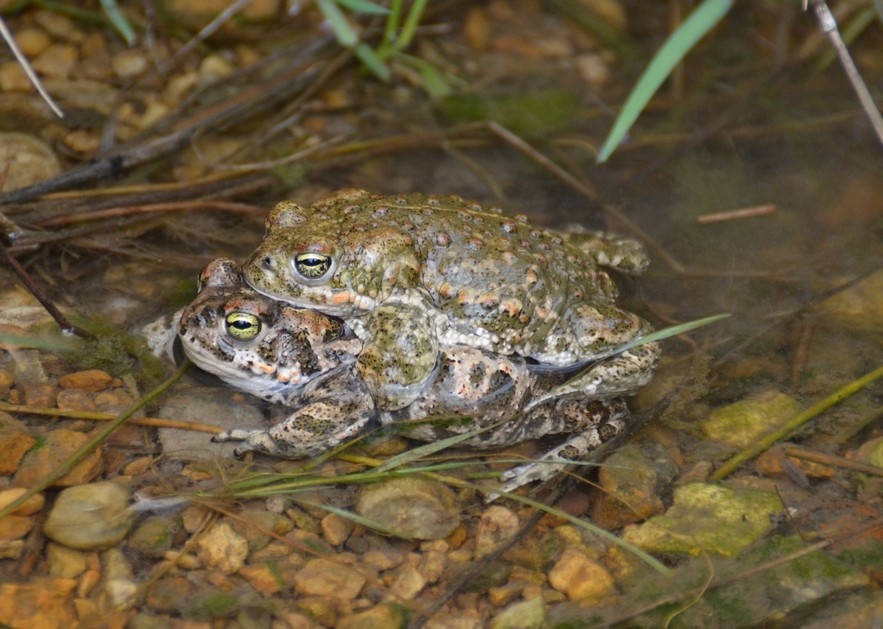 Crapaud calamite (Epidalea calamita)