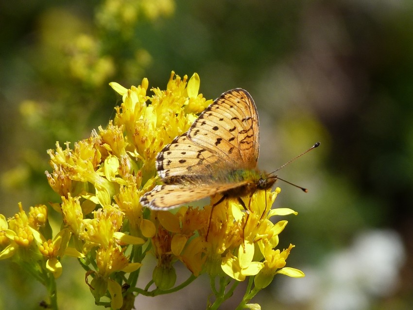 Nacré de la Ronce (Brenthis daphne)