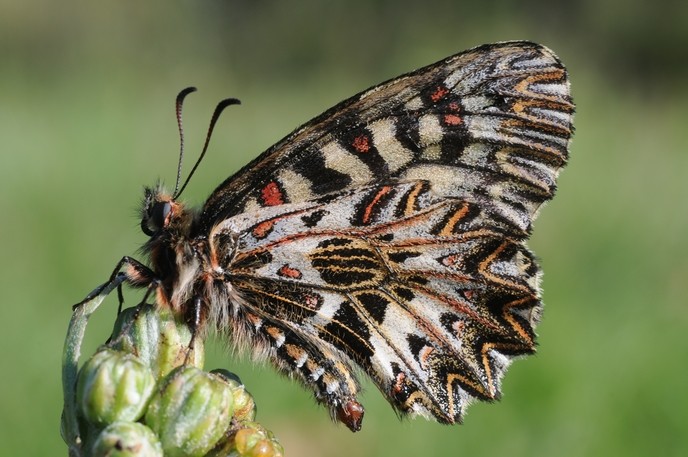 Diane (Zerynthia polyxena)