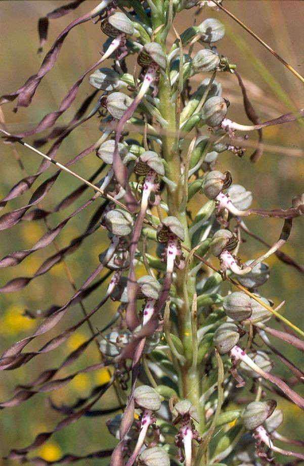 Himantoglossum hircinum