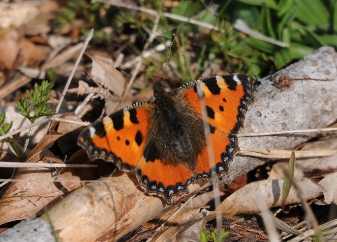 Petite tortue (Aglais urticae)