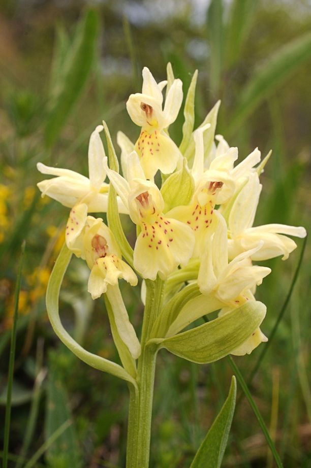 Dactylorhiza sambucina
