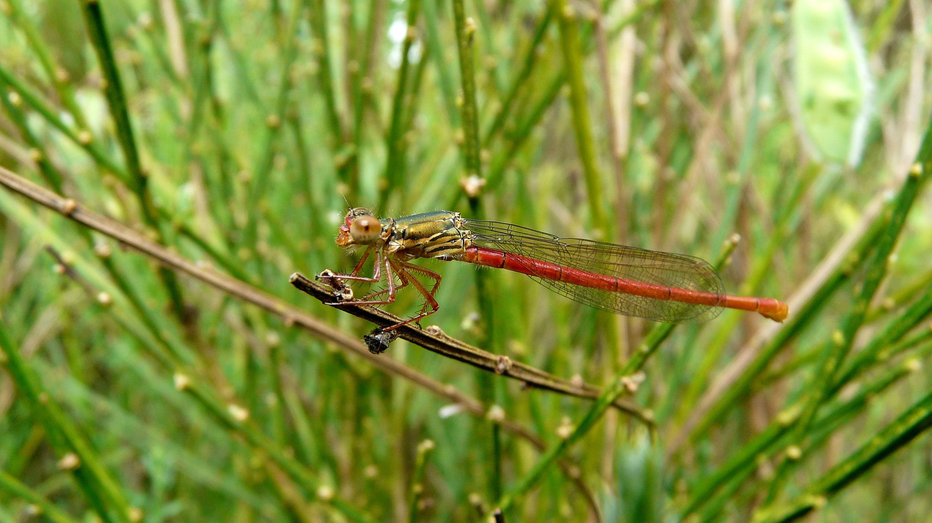 Agrion délicat (Ceriagrion tenellum)