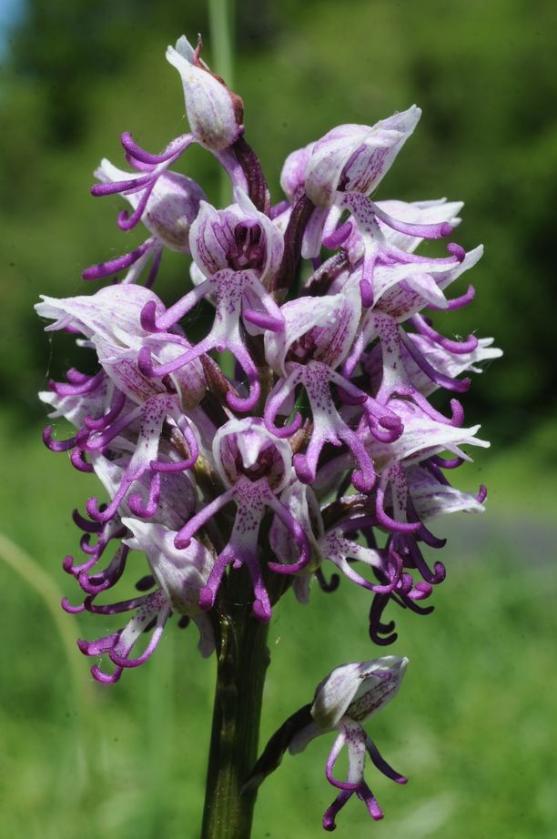 Orchis simia