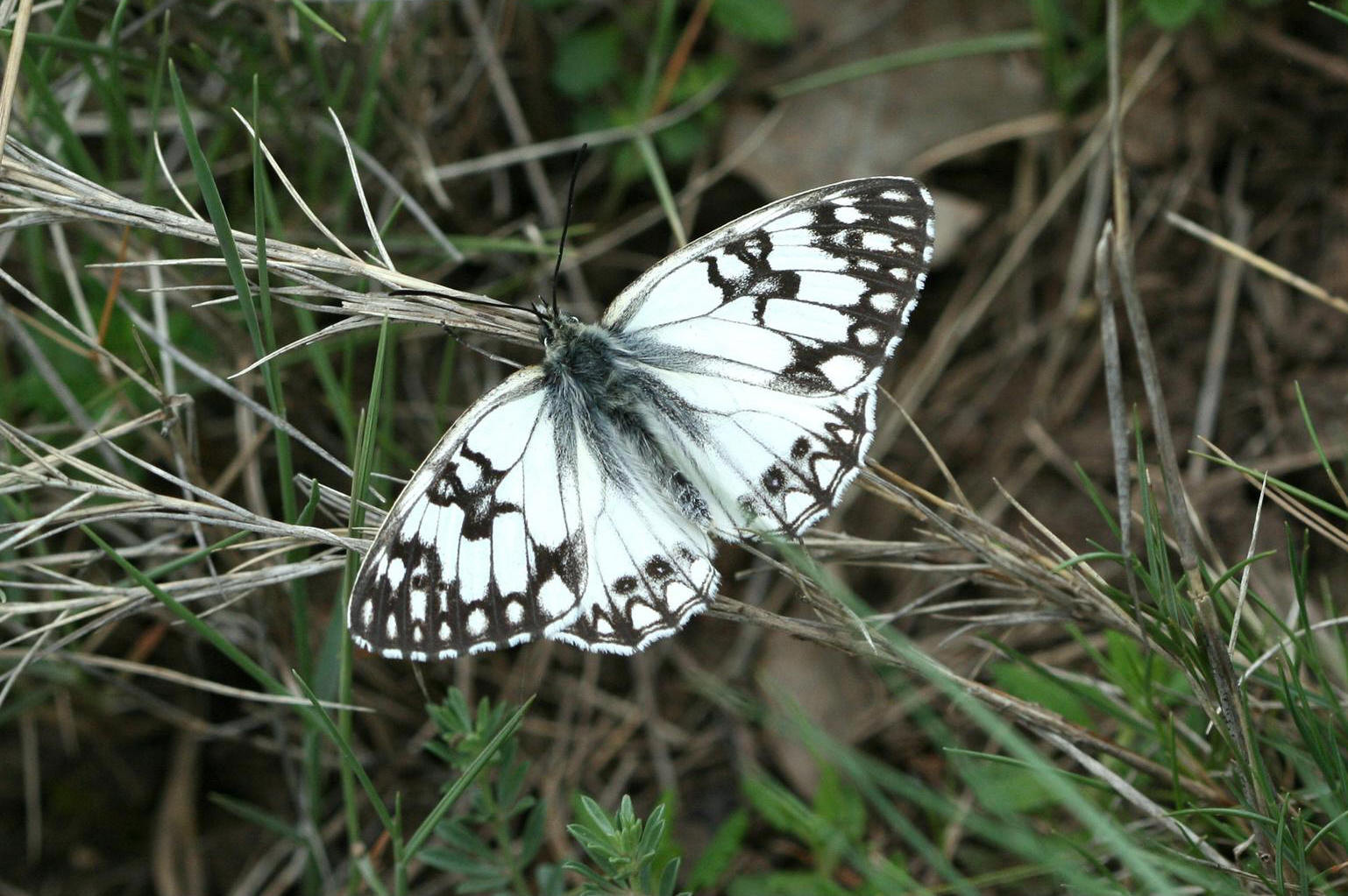 Echiquier d'Occitanie (Melanargia occitanica)