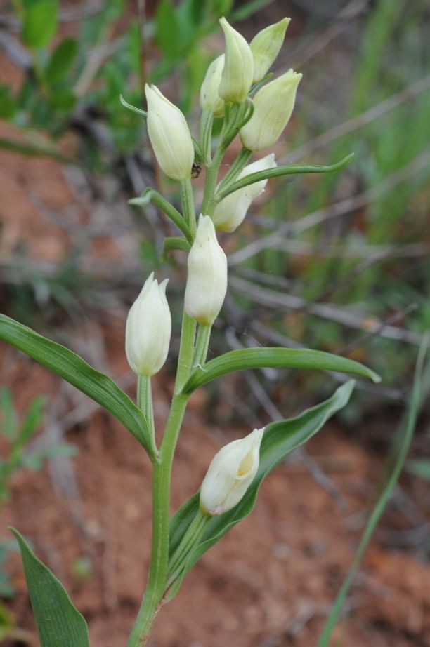 Cephalanthera damasonium