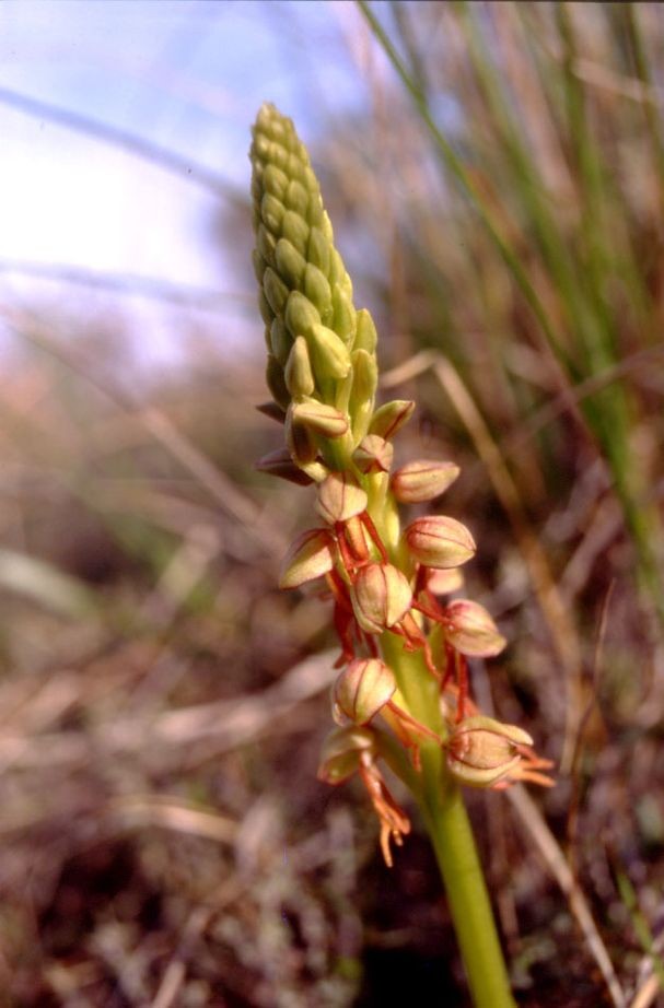 Orchis antropophora