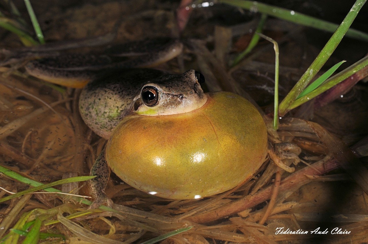 Rainette méridionale (Hyla meridionalis)