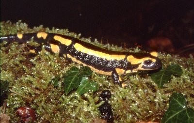 Salamandre tachetée (Salamandra salamandra)