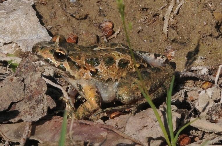 Discoglosse peint (Discoglossus pictus)