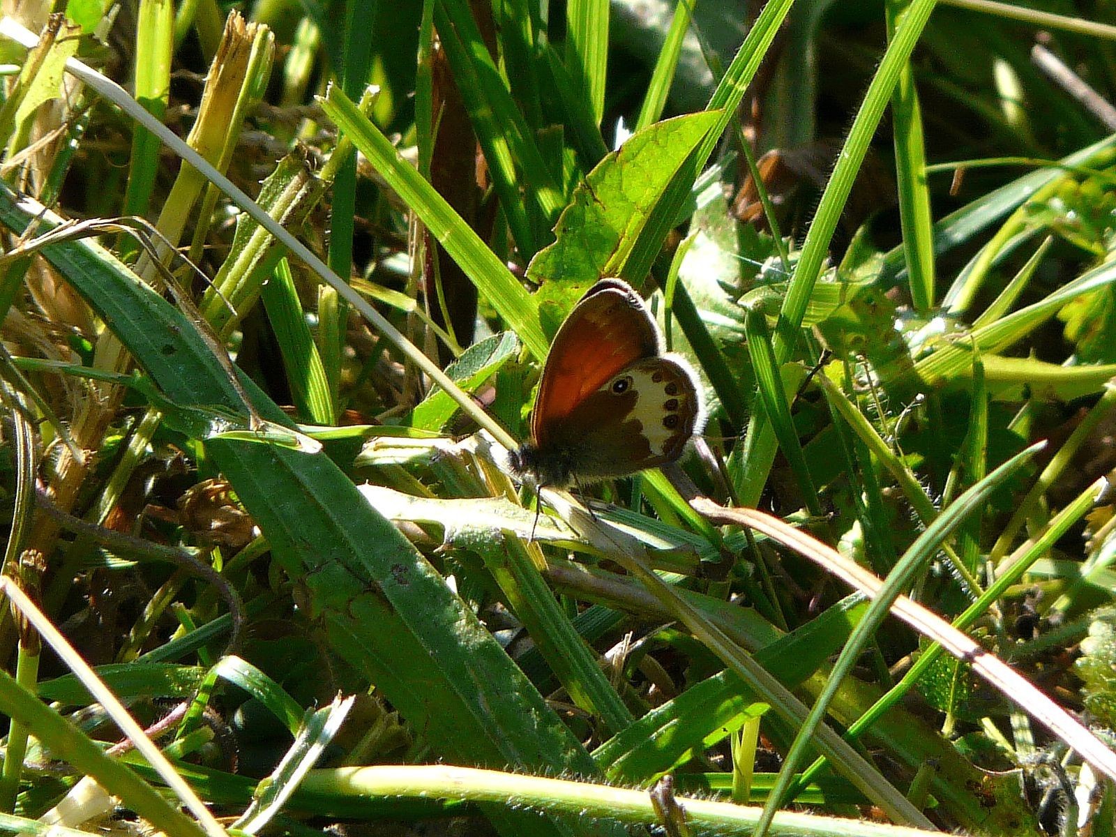 Céphale (Coenonympha arcania)
