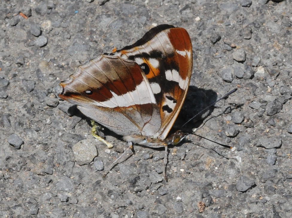 Grand mars changeant (Apatura iris)