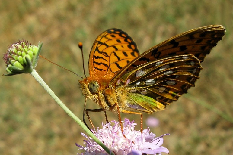 Grand nacré (Speyeria aglaja)