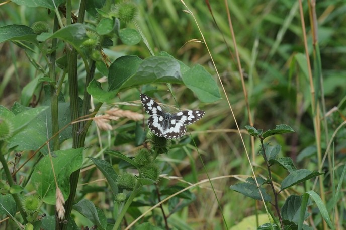 Demi-deuil (Melanargia galathea)