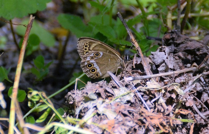 Bacchante (Lopinga achine)