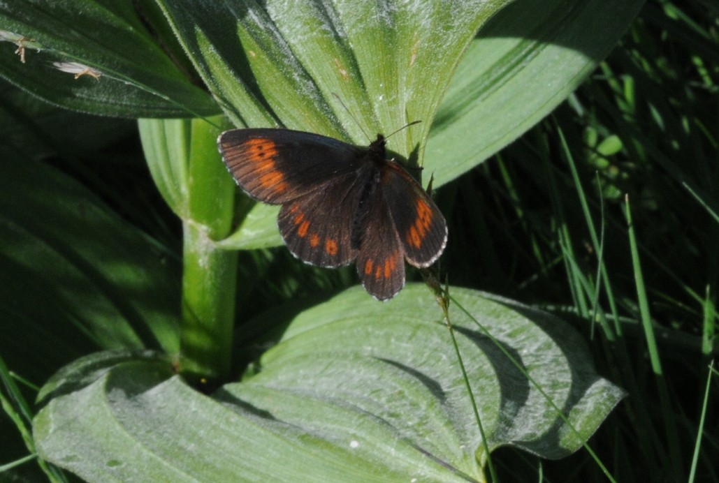 Moiré frange-pie (Erebia euryale)