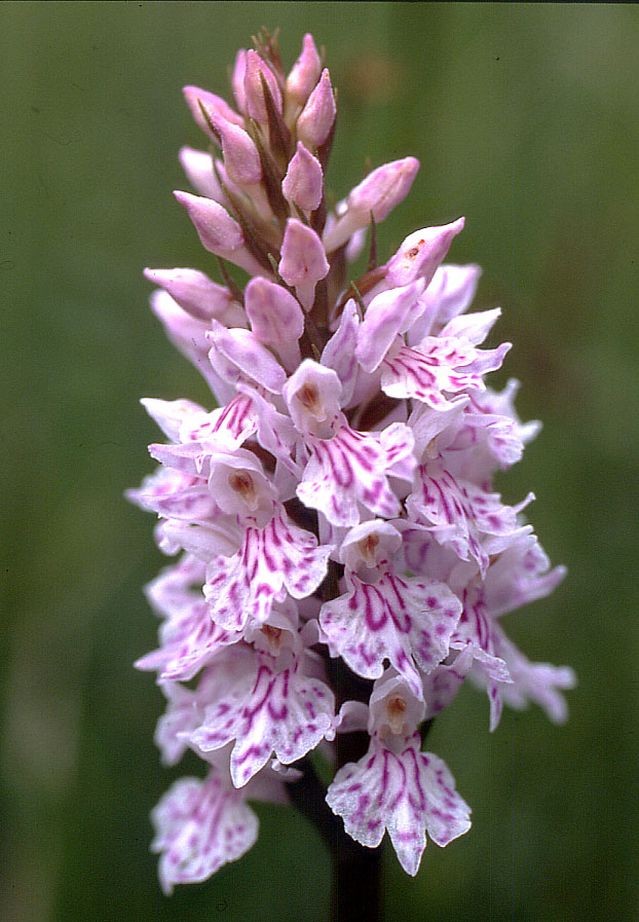 Dactylorhiza maculata