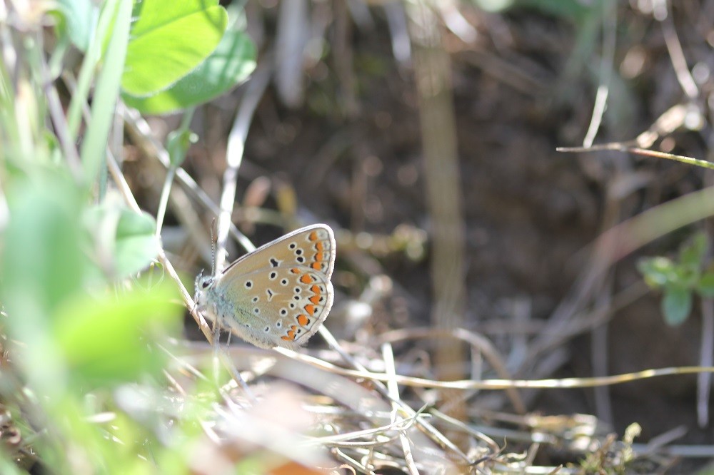 Azuré de l'Esparcette (Polyommatus thersites)