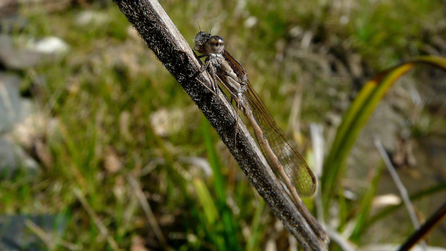 Leste brun (Sympecma fusca)
