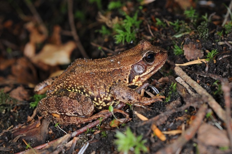 Grenouille rousse (Rana temporaria)