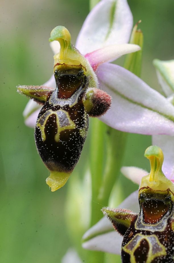 Ophrys picta