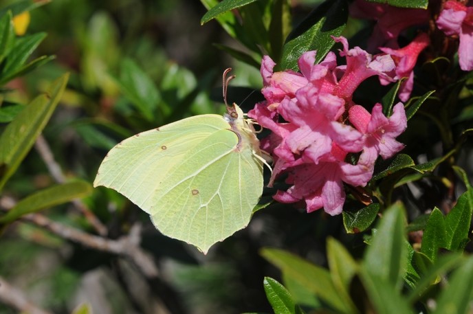 Citron (Gonepteryx rhamni)