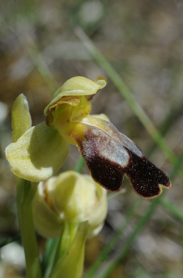 Ophrys lupercalis