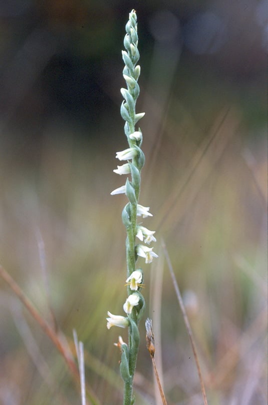 Spiranthes spiralis