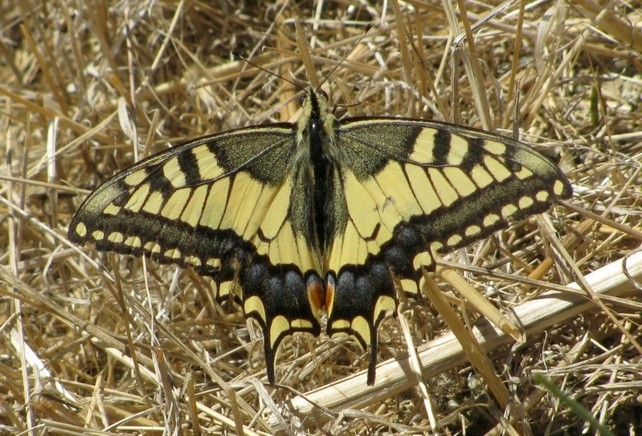 Machaon (Papilio machaon)