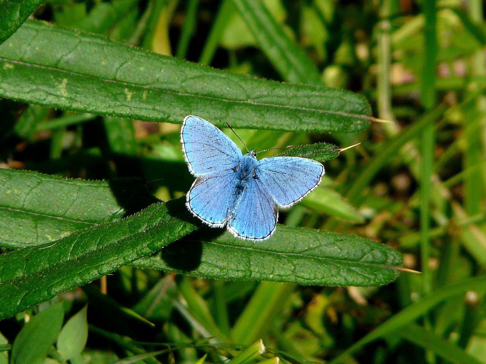Argus bleu céleste (Polyommatus bellargus)