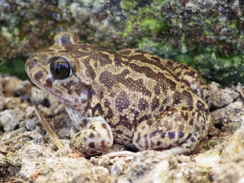 Pélobate cultripède (Pelobates cultripes)