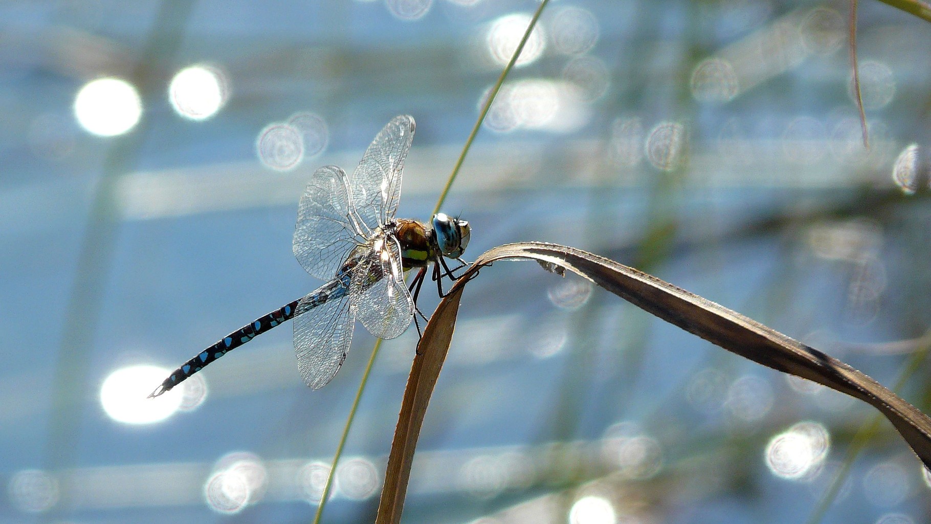 Aeschne mixte (Aeshna mixta)