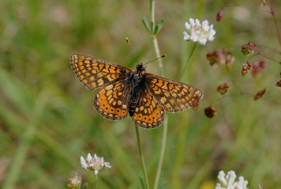 Damier de la Succise (Euphydryas aurinia)