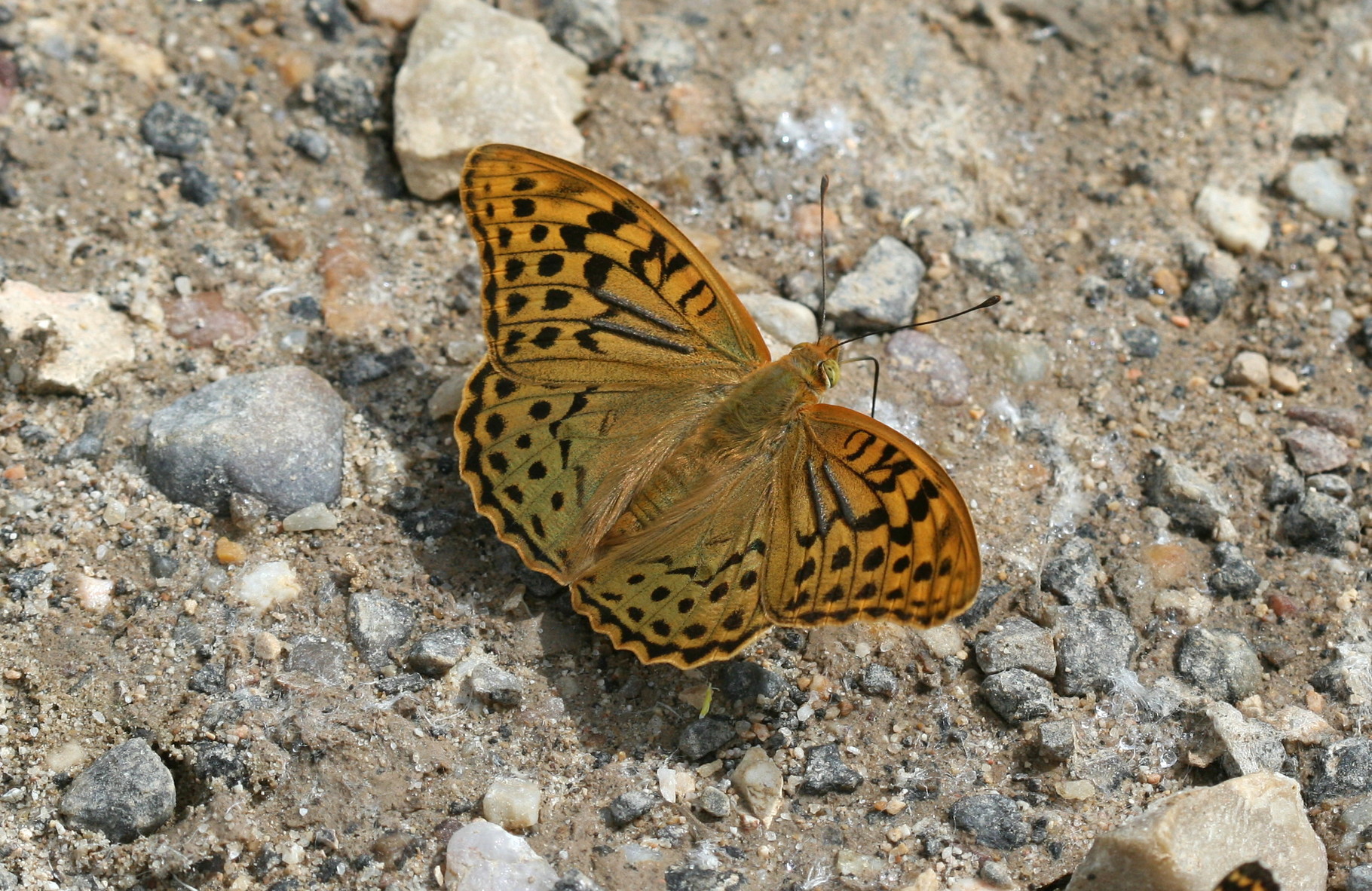 Cardinal (Argynnis pandora)