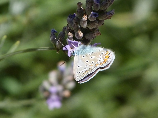 Azuré de la Bugrane (Polyommatus icarus)