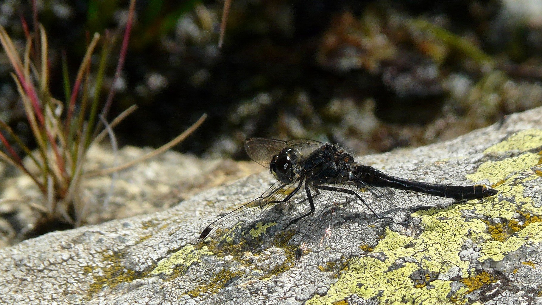 Sympétrum noir (Sympetrum danae)