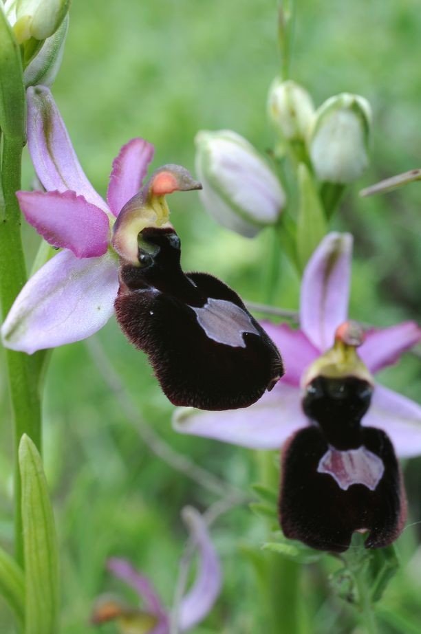 Ophrys magniflora