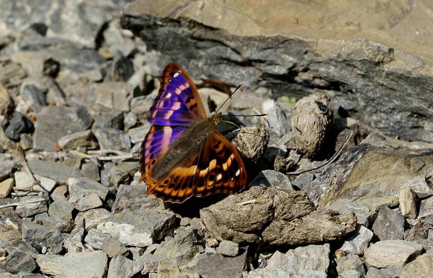 Petit mars changeant (Apatura ilia)