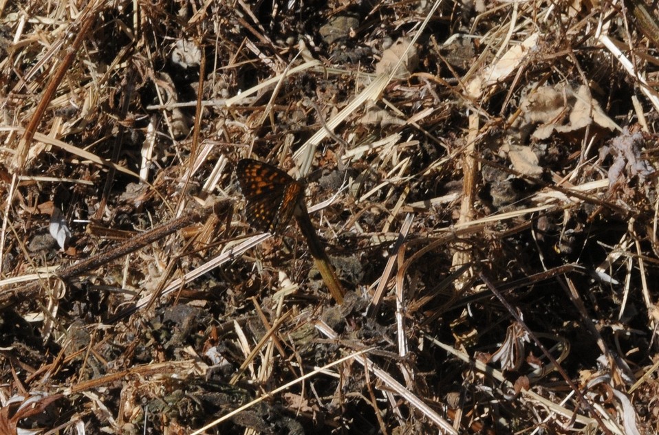 Mélitée noirâtre (Melitaea diamina)
