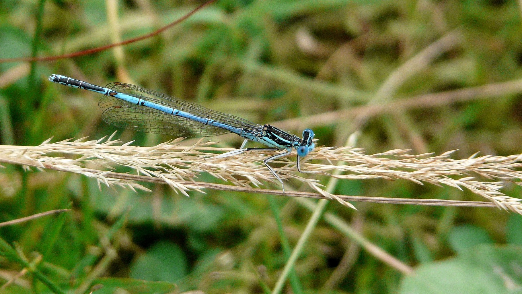 Agrion à larges pattes (Platycnemis pennipes)