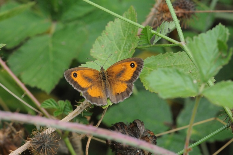 Amaryllis (Pyronia tithonus)
