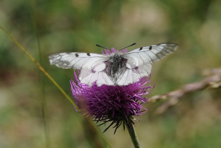 Semi Apollon (Parnassius mnemosyne)